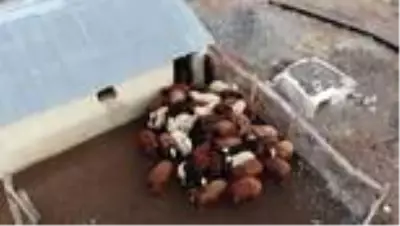Yılın yarısını koyunlarıyla kırsalda yalnız geçiriyor Yılın yarısını koyunlarıyla kırsalda yalnız geçiriyor