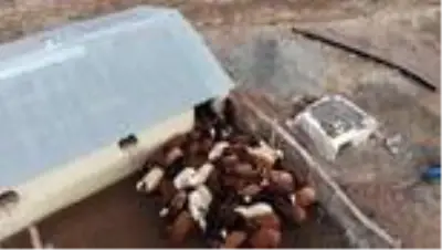 Yılın yarısını koyunlarıyla kırsalda yalnız geçiriyor Yılın yarısını koyunlarıyla kırsalda yalnız geçiriyor