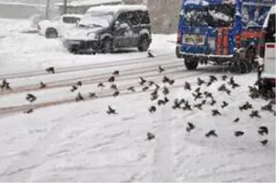 Yüksekova'da kar Yüksekova'da kar