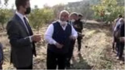 10 yıl alım garantisi var... Salep tohumları toprakla buluştu 10 yıl alım garantisi var... Salep tohumları toprakla buluştu