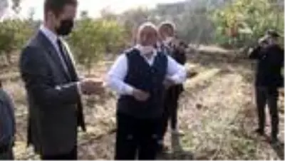 10 yıl alım garantisi var... Salep tohumları toprakla buluştu 10 yıl alım garantisi var... Salep tohumları toprakla buluştu