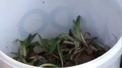 10 yıl alım garantisi var... Salep tohumları toprakla buluştu 10 yıl alım garantisi var... Salep tohumları toprakla buluştu