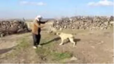 88 yaşındaki Aşır dede, azmiyle gençlere taş çıkartıyor 88 yaşındaki Aşır dede, azmiyle gençlere taş çıkartıyor