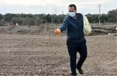 Akhisar'da Ata tohumu 'Karakılçık' buğdayı toprakla buluştu Akhisar'da Ata tohumu 'Karakılçık' buğdayı toprakla buluştu