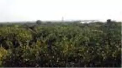 Aydın'da mandalina, üreticinin yüzünü güldürdü Aydın'da mandalina, üreticinin yüzünü güldürdü