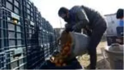 Aydın'da mandalina, üreticinin yüzünü güldürdü Aydın'da mandalina, üreticinin yüzünü güldürdü