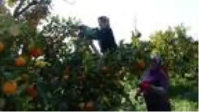 Aydın'da mandalina, üreticinin yüzünü güldürdü Aydın'da mandalina, üreticinin yüzünü güldürdü