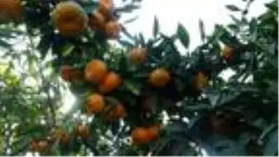 Aydın'da mandalina, üreticinin yüzünü güldürdü Aydın'da mandalina, üreticinin yüzünü güldürdü