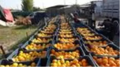 Aydın'da mandalina, üreticinin yüzünü güldürdü Aydın'da mandalina, üreticinin yüzünü güldürdü