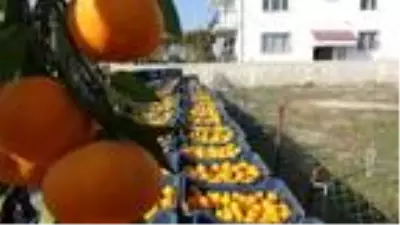 Aydın'da mandalina, üreticinin yüzünü güldürdü Aydın'da mandalina, üreticinin yüzünü güldürdü