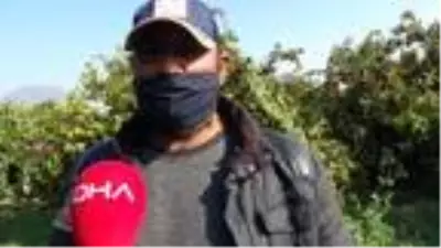 Aydın'da mandalina, üreticinin yüzünü güldürdü Aydın'da mandalina, üreticinin yüzünü güldürdü
