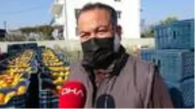 Aydın'da mandalina, üreticinin yüzünü güldürdü Aydın'da mandalina, üreticinin yüzünü güldürdü