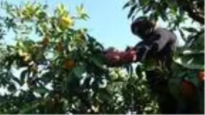 Aydın'da mandalina, üreticinin yüzünü güldürdü Aydın'da mandalina, üreticinin yüzünü güldürdü
