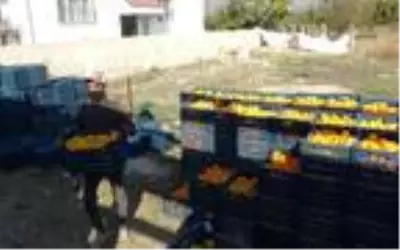 Aydın'da mandalina, üreticinin yüzünü güldürdü Aydın'da mandalina, üreticinin yüzünü güldürdü