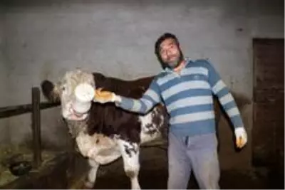 Biberonla beslendi, bu hale geldi Biberonla beslendi, bu hale geldi
