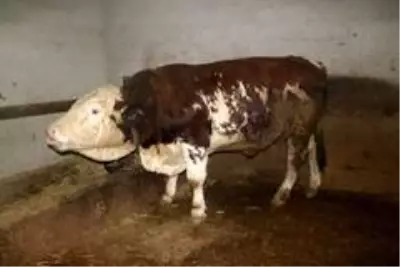 Biberonla beslendi, bu hale geldi Biberonla beslendi, bu hale geldi