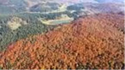 Bolu'da yaylada renk cümbüşü Bolu'da yaylada renk cümbüşü