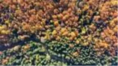 Bolu'da yaylada renk cümbüşü Bolu'da yaylada renk cümbüşü