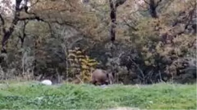 Yabani hayvanlar şehre indi Yabani hayvanlar şehre indi