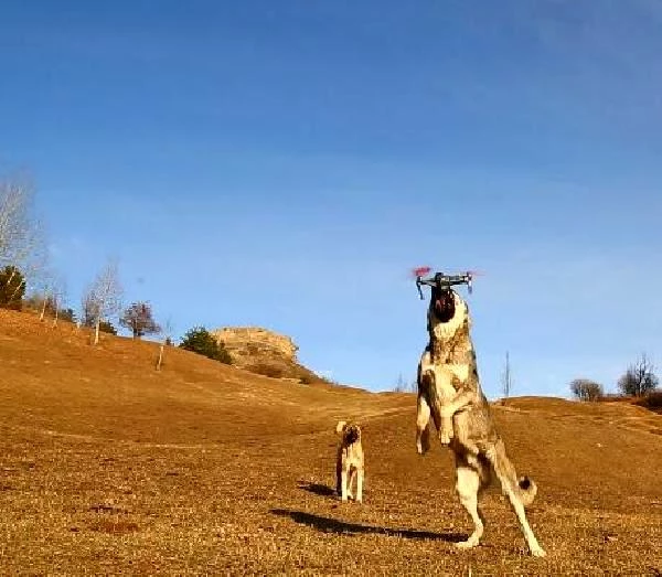 Çoban köpeği, dronu havada parçaladı