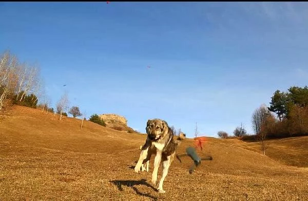 Çoban köpeği, dronu havada parçaladı