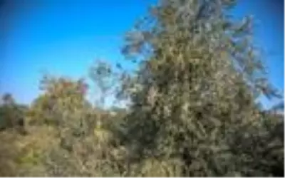 Çöl sıcağının vurduğu yeşil zeytinler siyaha döndü Çöl sıcağının vurduğu yeşil zeytinler siyaha döndü