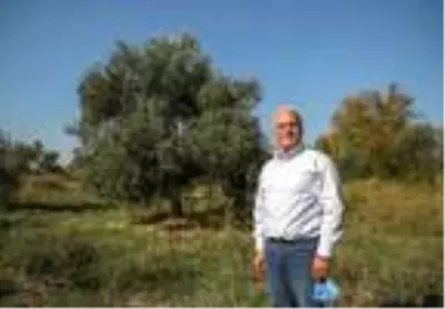 Çöl sıcağının vurduğu yeşil zeytinler siyaha döndü Çöl sıcağının vurduğu yeşil zeytinler siyaha döndü