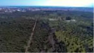 Çöl sıcağının vurduğu yeşil zeytinler siyaha döndü Çöl sıcağının vurduğu yeşil zeytinler siyaha döndü