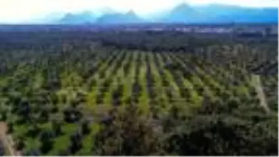 Çöl sıcağının vurduğu yeşil zeytinler siyaha döndü Çöl sıcağının vurduğu yeşil zeytinler siyaha döndü