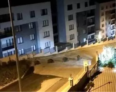 Domuzlar mahalle aralarında geziyor Domuzlar mahalle aralarında geziyor