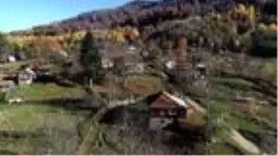 Son dakika! En yaşlı porsuk ağacının bulunduğu Gümeli ormanlarında eşsiz güzellik Son dakika! En yaşlı porsuk ağacının bulunduğu Gümeli ormanlarında eşsiz güzellik