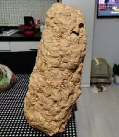 Evin çatısında bulunan dev yaban arısı yuvası, mahallelinin ilgi odağı oldu Evin çatısında bulunan dev yaban arısı yuvası, mahallelinin ilgi odağı oldu