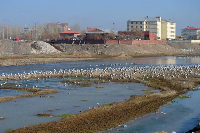 Göçmen martılar Murat Nehri'ni mesken tuttu