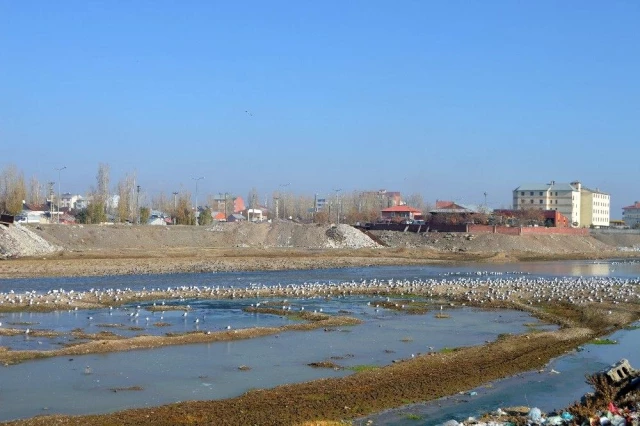 Göçmen martılar Murat Nehri'ni mesken tuttu