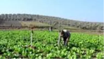 Hataylı üretici marul veriminden memnun Hataylı üretici marul veriminden memnun