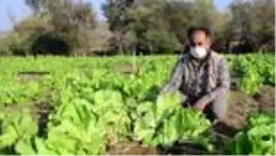 Hataylı üretici marul veriminden memnun Hataylı üretici marul veriminden memnun