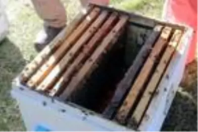 Kadın girişimci İstanbul'daki tekstil işini bıraktı, Kaz Dağları'nda bal üretiyor Kadın girişimci İstanbul'daki tekstil işini bıraktı, Kaz Dağları'nda bal üretiyor