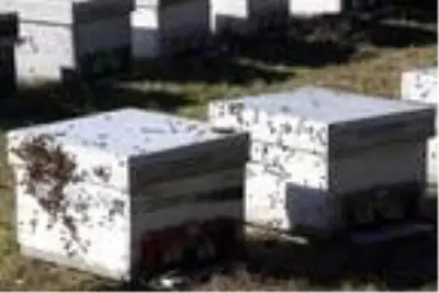 Kadın girişimci İstanbul'daki tekstil işini bıraktı, Kaz Dağları'nda bal üretiyor Kadın girişimci İstanbul'daki tekstil işini bıraktı, Kaz Dağları'nda bal üretiyor