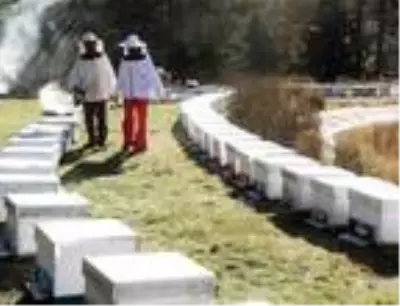 Kadın girişimci İstanbul'daki tekstil işini bıraktı, Kaz Dağları'nda bal üretiyor Kadın girişimci İstanbul'daki tekstil işini bıraktı, Kaz Dağları'nda bal üretiyor