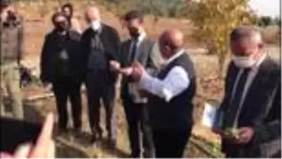 KAHRAMANMARAŞ - Maraş dondurmasına lezzetini veren salep fideleri toprakla buluşturuldu KAHRAMANMARAŞ - Maraş dondurmasına lezzetini veren salep fideleri toprakla buluşturuldu