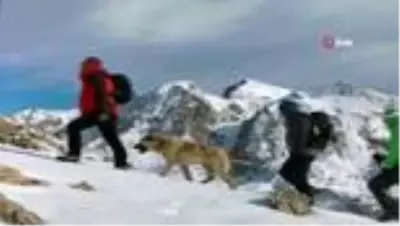 Kangallar dağcılarla zirve yaptı Kangallar dağcılarla zirve yaptı