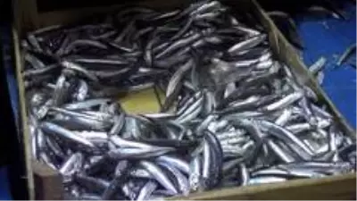 Karadenizli balıkçıların ağları hamsi ile doldu Karadenizli balıkçıların ağları hamsi ile doldu