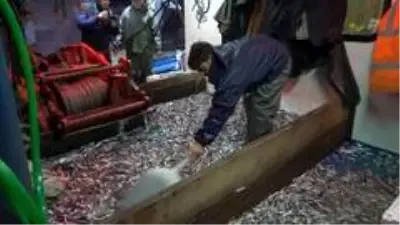 Karadenizli balıkçıların ağları hamsi ile doldu Karadenizli balıkçıların ağları hamsi ile doldu