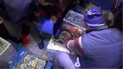 Karadenizli balıkçıların ağları hamsi ile doldu Karadenizli balıkçıların ağları hamsi ile doldu