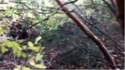 Kaş'ta mantarlar doğada yüzünü göstermeye başladı Kaş'ta mantarlar doğada yüzünü göstermeye başladı