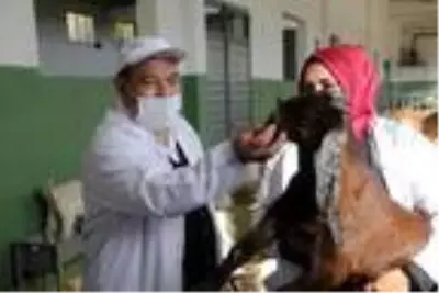 Keçi sütü ve salep üretene 10 yıl alım garantisi Keçi sütü ve salep üretene 10 yıl alım garantisi