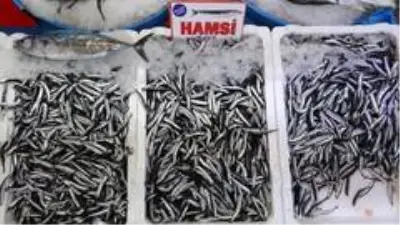 Kendisi küçük, lezzeti büyük...Karadeniz hamsisine yoğun ilgi Kendisi küçük, lezzeti büyük...Karadeniz hamsisine yoğun ilgi