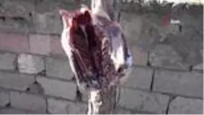 Kesimlerin başladığı Kars'ta kazlar ağaçlara asılıyor Kesimlerin başladığı Kars'ta kazlar ağaçlara asılıyor