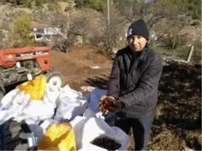 Kestanede bu yıl verim yüksek fiyat düşük Kestanede bu yıl verim yüksek fiyat düşük