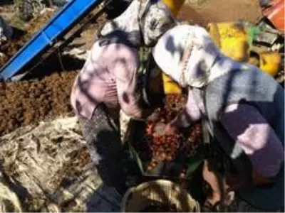 Kestanede bu yıl verim yüksek fiyat düşük Kestanede bu yıl verim yüksek fiyat düşük